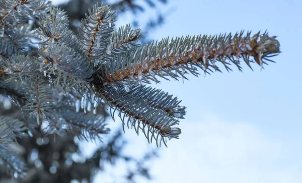 冬に氷の嵐が空に吹き荒れると青いトウヒの枝につららができます — ストック写真