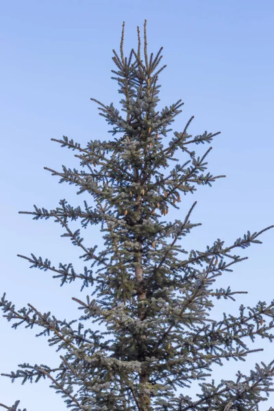 Cones on a blue spruce against a blue sky — 스톡 사진