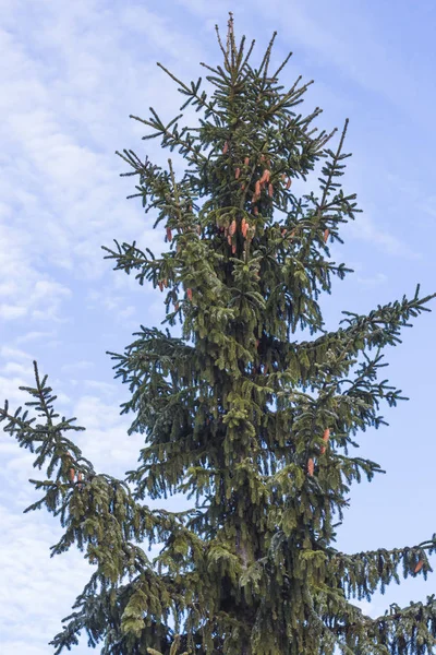 Eine grüne Fichte mit vielen Zapfen gegen den Himmel — Stockfoto