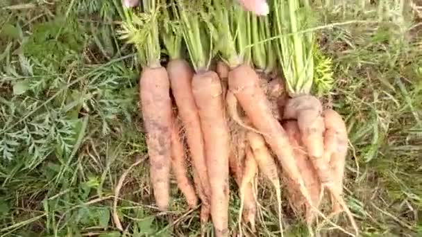 Zanahorias Maduras Fueron Tomadas Por Las Hojas Verdes Llevadas Alrededor — Vídeos de Stock