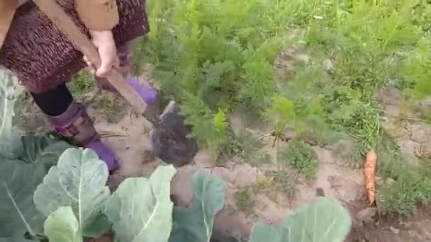 Woman Digs Carrots Hard Ground Hand Shovel — 비디오