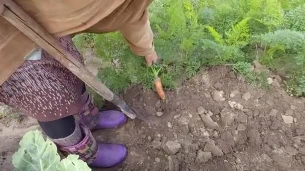 Les Mains Féminines Avec Une Pelle Tirent Une Grande Carotte — Video