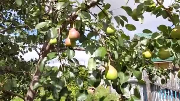 Ramo Com Pêras Árvore Oscila Lentamente Vento Contra Céu — Vídeo de Stock