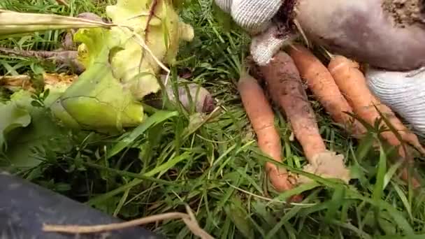 在花园里用绿叶清洁成熟的胡萝卜和甜菜 — 图库视频影像
