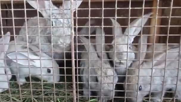 Rabbit Lot Gray Rabbits One Cage Waiting Food — Stock Video