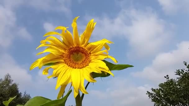 Żółty Słonecznik Kołyszący Się Wietrze Nad Niebem — Wideo stockowe
