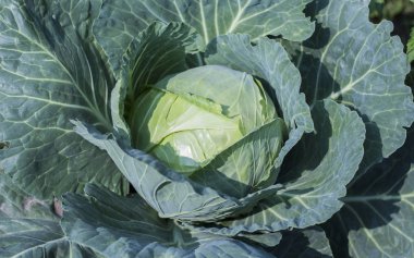 Bahçede taze beyaz lahana yakın plan.