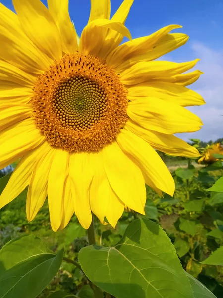 Large yellow sunflower close up against the sky — Stock Photo, Image