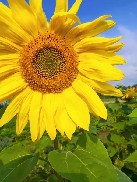 Grande girassol amarelo fechar-se contra o céu — Fotografia de Stock