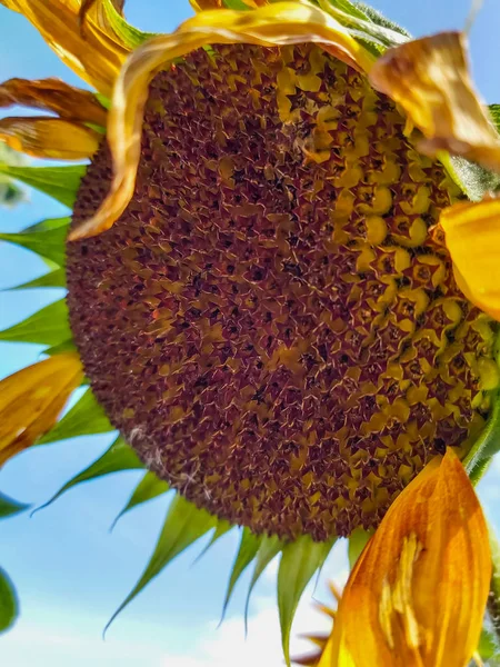 Один жовтий соняшник на сонячному блакитному небі крупним планом — стокове фото