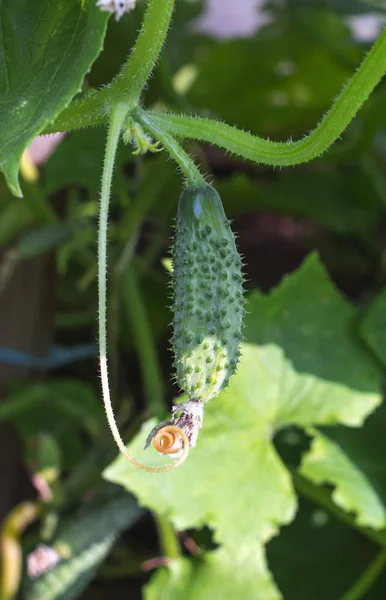 Un petit concombre vert épineux poussant dans une serre en plein jour — Photo