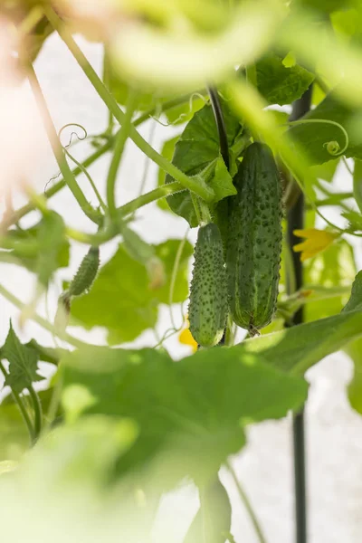 Green cucumbers growing in a greenhouse in bright daylight — 스톡 사진