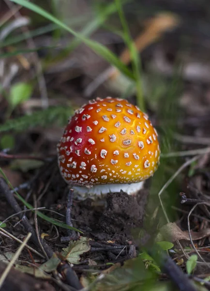 One small fly agaric, a poisonous mushroom growing in the forest — Stock Photo, Image