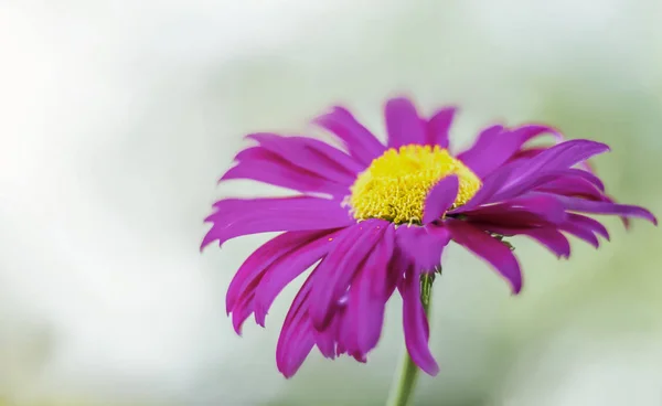 Echinacea groeien in de tuin is een kleur in zachte focus — Stockfoto