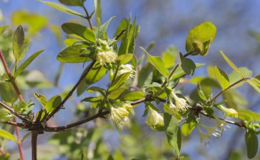 Açık sarı hanımeli çiçekleri soluk yeşil yaprakların arka planında