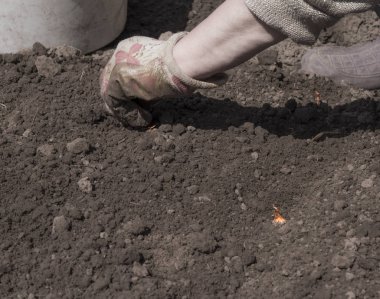 Bahçe işlerinde soğan ekiyorum.