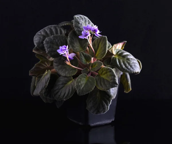 Room violet grows in a pot and stands on a black background