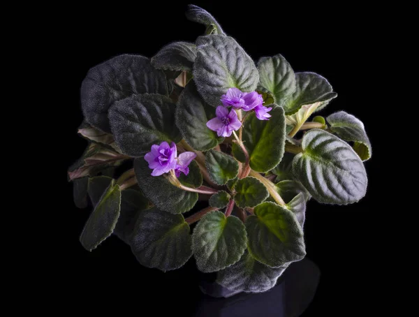 Room violet grows in a pot on a black background