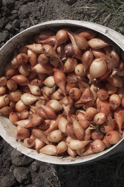 Duże wiadro małych cebuli przetwarzane do sadzenia w ziemi — Zdjęcie stockowe