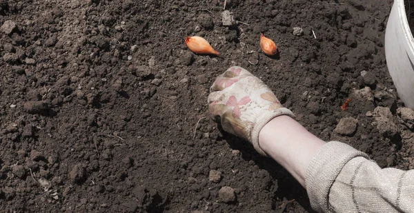 Uma mão enluvada planta cebolinhas no chão — Fotografia de Stock