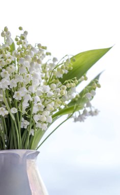 lily vadi mavi bir arka plan üzerinde çiçek