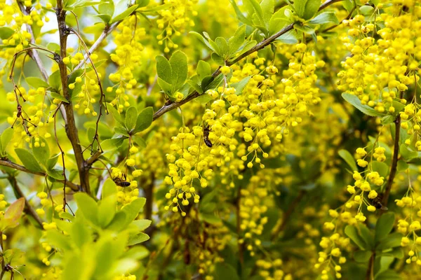 Épine-vinette fleurissant au printemps avec des fleurs jaunes — Photo