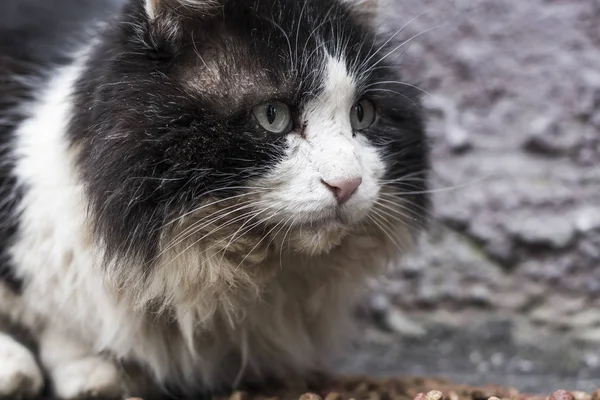 the face of an old sad stray cat.