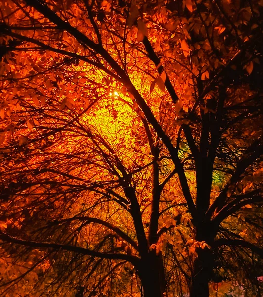 Feuillage Jaune Arbre Automne Illuminé Derrière Par Lumière Une Lanterne — Photo