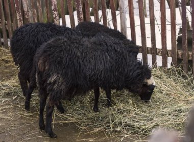 Üç komik koyun samanı yiyor tarım kavramını, hayvanları besliyor..