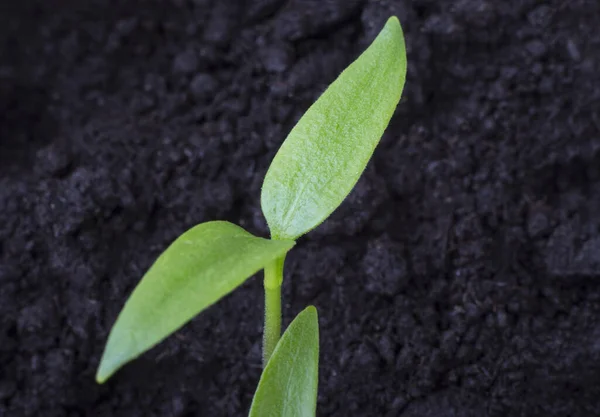 Kleine Peper Spruiten Groeien Zwarte Aarde Macro Afbeelding — Stockfoto