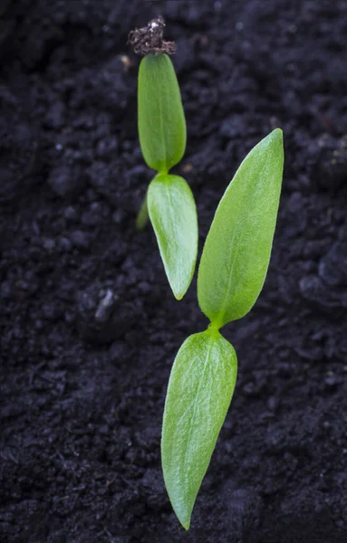 Groene Peper Zaailingen Een Nieuw Concept Van Het Leven — Stockfoto