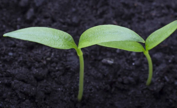 Twee Kleine Paprika Spruiten Groeien Zwarte Aarde Macro Afbeelding — Stockfoto