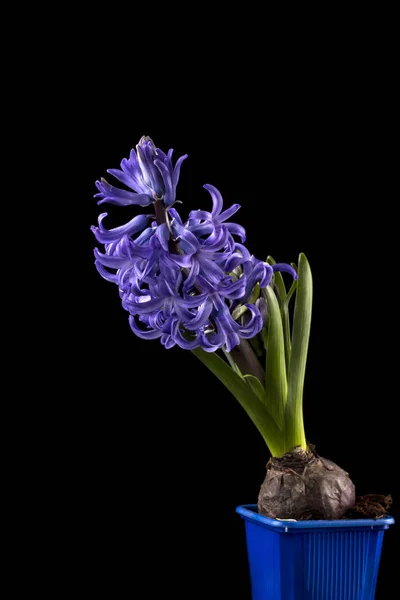 Flor Jacinto Púrpura Con Una Cebolla Una Olla Azul Sobre — Foto de Stock