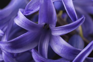 Mor sümbül çiçeği yakın plan çekilmiş. Siyah arka plan..