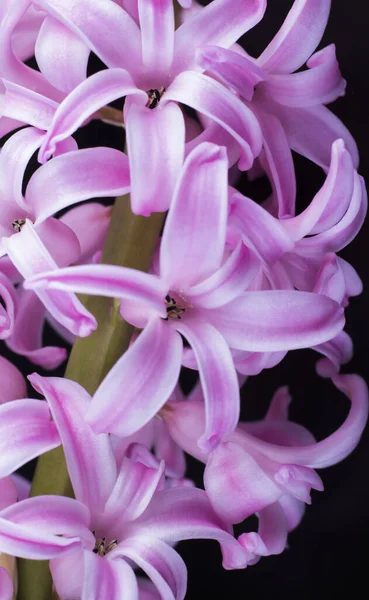 Bloem Van Een Weelderige Roze Hyacint Shot Close Een Zwarte — Stockfoto