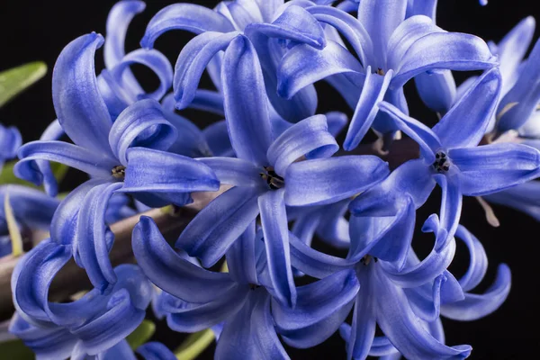 Flor Exuberante Jacinto Azul Fue Disparada Primer Plano Sobre Fondo — Foto de Stock