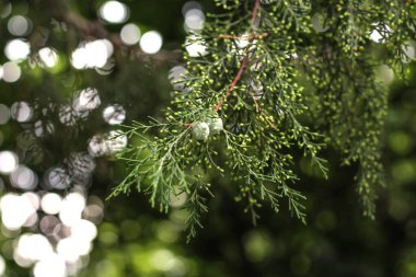Yeşil böğürtlenli bir ardıç dalı, yakın plan, yeşil ardıç..
