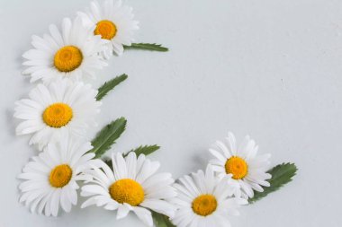 Beyaz arkaplandaki büyük ve beyaz papatya çiçeklerinin köşesinde boşluğun bir kopyası var..