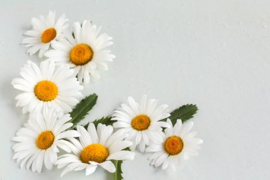 Beyaz arkaplanda büyük ve beyaz papatya çiçeklerinin köşe kompozisyonu.