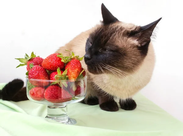 Meraklı kedi vazoda duran çilekleri kokluyor..