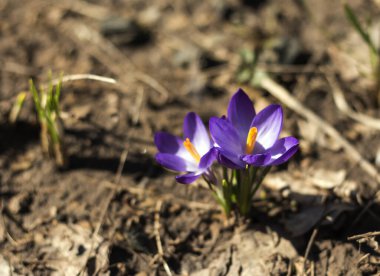 parlak bahar güneşinde mor Crocus çiçekleri.