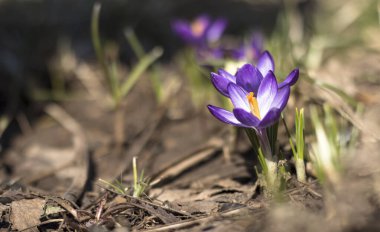 İlk bahar mor Crocus çiçekleri parlak güneş ışığında bulanık arkaplanlı, yumuşak odaklı.