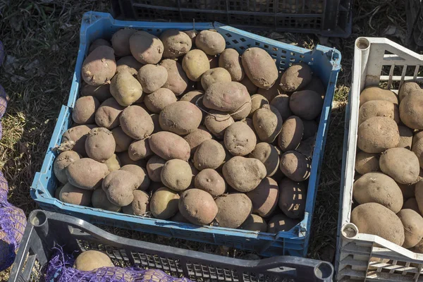 Burgonya Fekszik Dobozokban Fényes Napon Kertben Ültetés — Stock Fotó