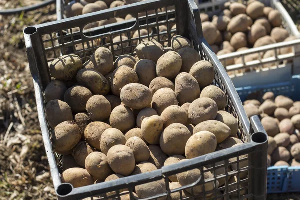 Kartoffeln Kästen Der Prallen Sonne Zum Einpflanzen Die Erde — Stockfoto