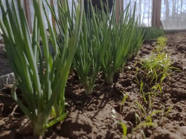 Yeşil soğanlar serada bir yatakta yetişiyor..