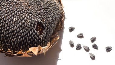 Kuru ayçiçeği başı, parlak güneşte tohumlarla birlikte uzayın bir kopyasıyla..