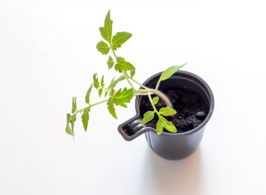 Beyaz arka planda plastik tek kullanımlık fincanda domates tohumları.