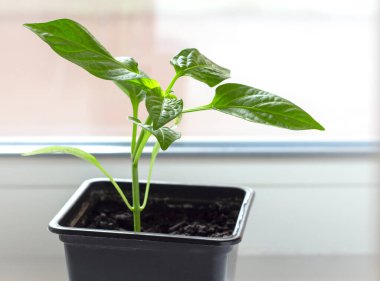 Pencere kenarında tek kullanımlık tencerede bir biber filizi yetişiyor..