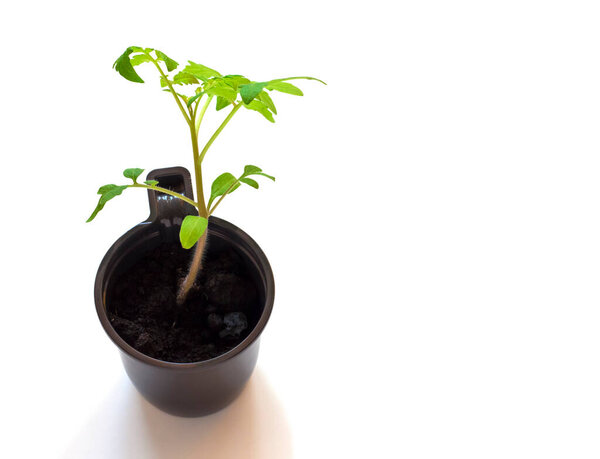 tomato seedlings in a disposable glass, on a white background, close-up from above.