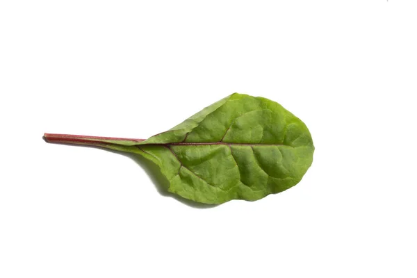 One Edible Chard Leaf White Background — Stock Photo, Image